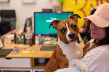 Amerikai Straffordshire Terrier Lara