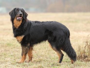 Dog (Hovawart)