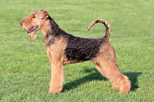airedale terrier