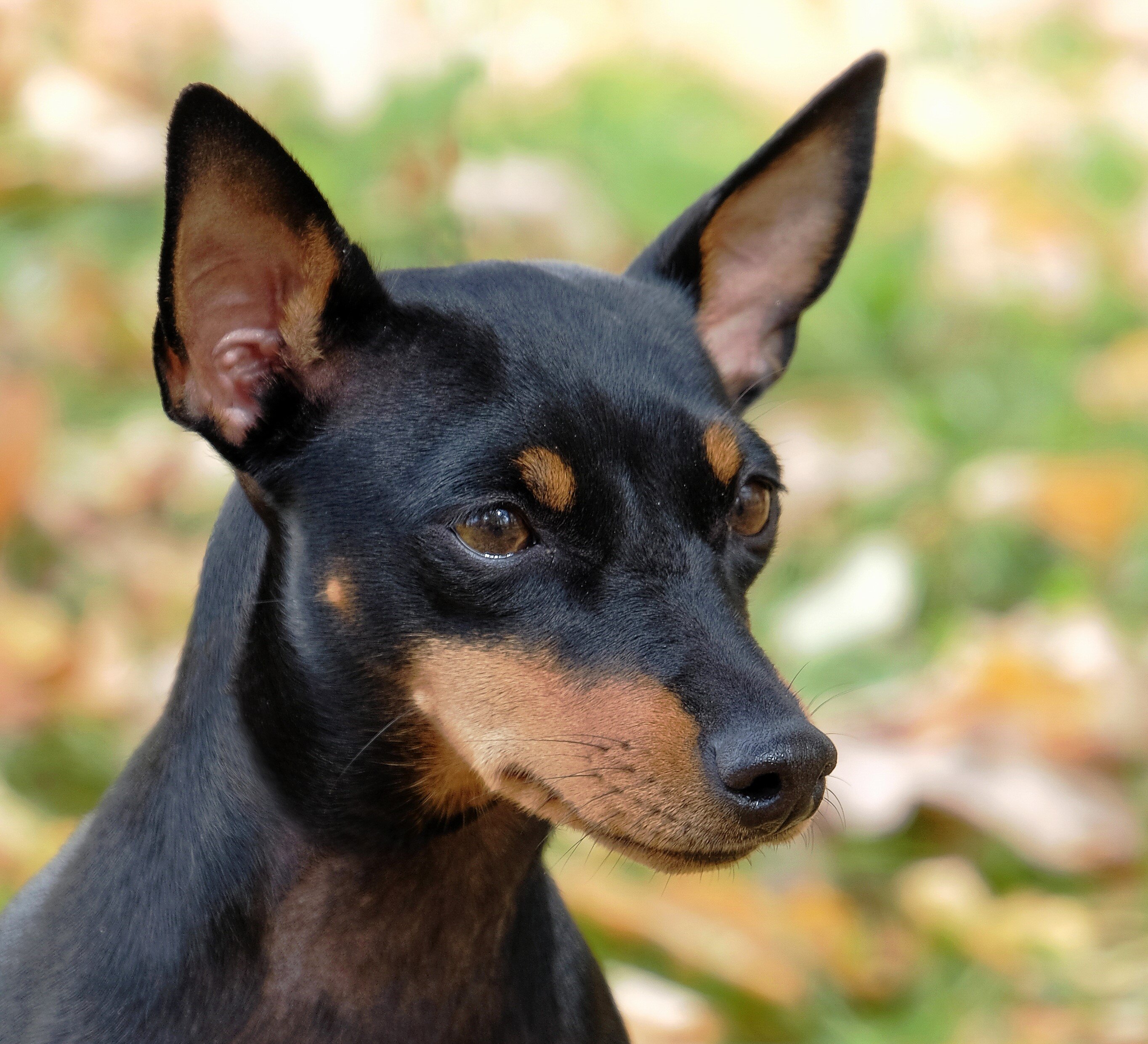 kis angol terrier portré