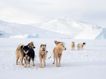 Team of sled dog during winter in Uummannaq in the north west of Greenland. Dog teams are still draft animals for the fishermen of the villages and stay all winter on the sea ice of the fjord. North America. Greenland. Denmark. (Photo by: Martin Zwick/REDA/Universal Images Group via Getty Images)