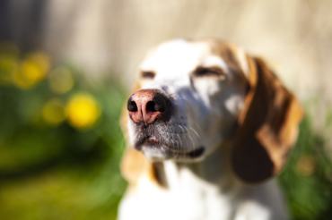 Beagle hunyorog nyáron a napsütésben