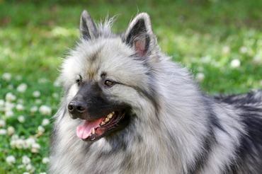 Close-up on a beautiful Keeshond.