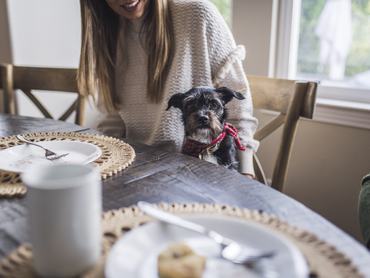 Schnautzer kutya ül az ékezőasztalnál
