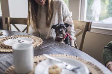 Schnautzer kutya ül az ékezőasztalnál