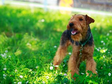 Dog breed Welsh Terrier in the park