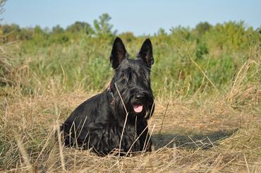 A close-up shot of a dog sitting in the grass
