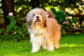 tibeti terrier
