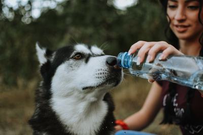 Egy nő PET palackból vízzel itatja a husky-ját
