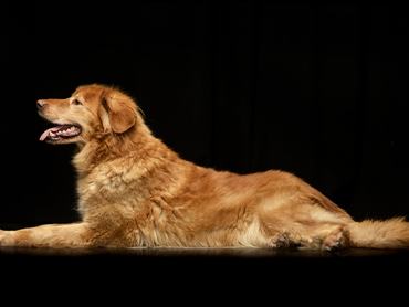 Studio shot of a cute Hovawart puppie lying on black background.