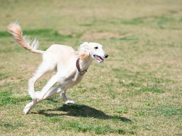 White saluki running on the meadow