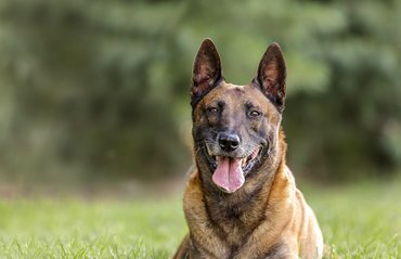 belga malinois a réten figyel portré
