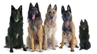 five belgian shepherds in front of white background