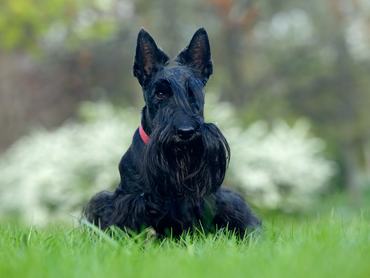 Cute portrait of black Scottish Terrier dog with stuck out pink tongue sitting on green grass lawn, white flower in the background, Scotland, United Kingdom