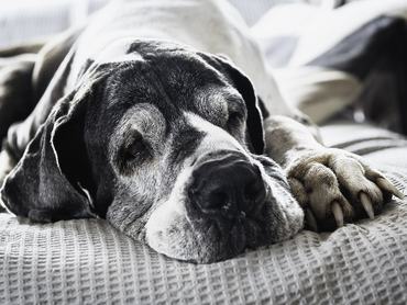 Német dog pihen, alszik a lakásban