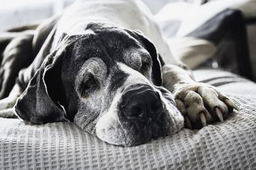 Német dog pihen, alszik a lakásban