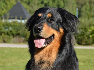 Obedient and friendly howavart purebred dog sits on the grass in a park looking towards the camera