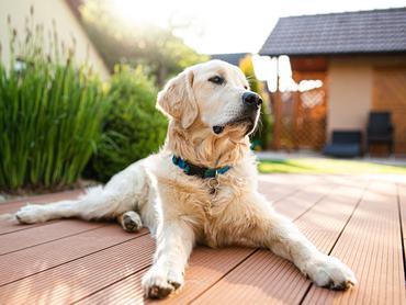 Golden retriever kölyök fekszik, figyel