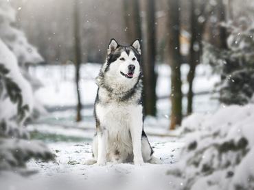 Alaskan malamute dog sitting between pine trees in winter forest. Selective focus, blank space