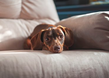 Tacskó a kanapén fekszik, bújik