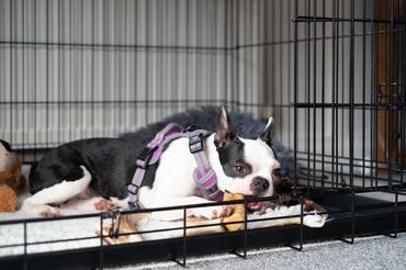 Boston terrier fogtisztítót rág a kennelben