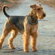 airedale terrier áll