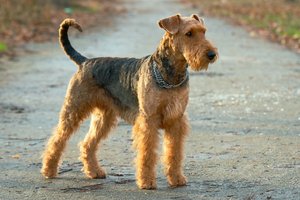 airedale terrier áll