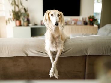 Pets behavior at home