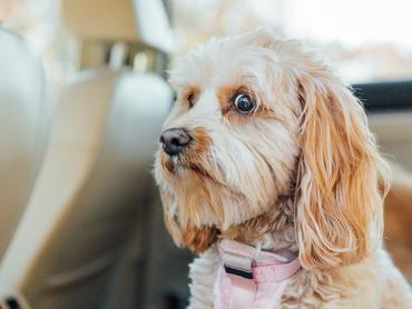 Cavapoo ijedt arccal a kocsiban