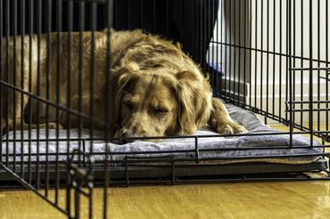 golden retriever alszik a kennelben