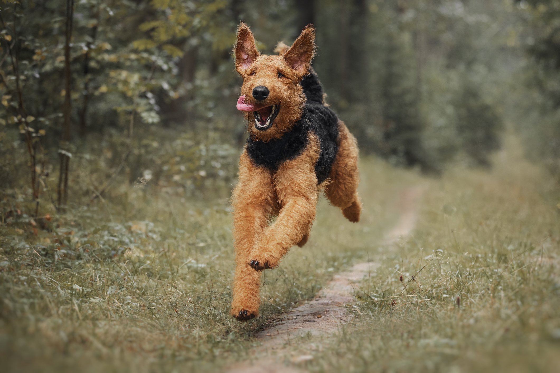 airedale terrier fut