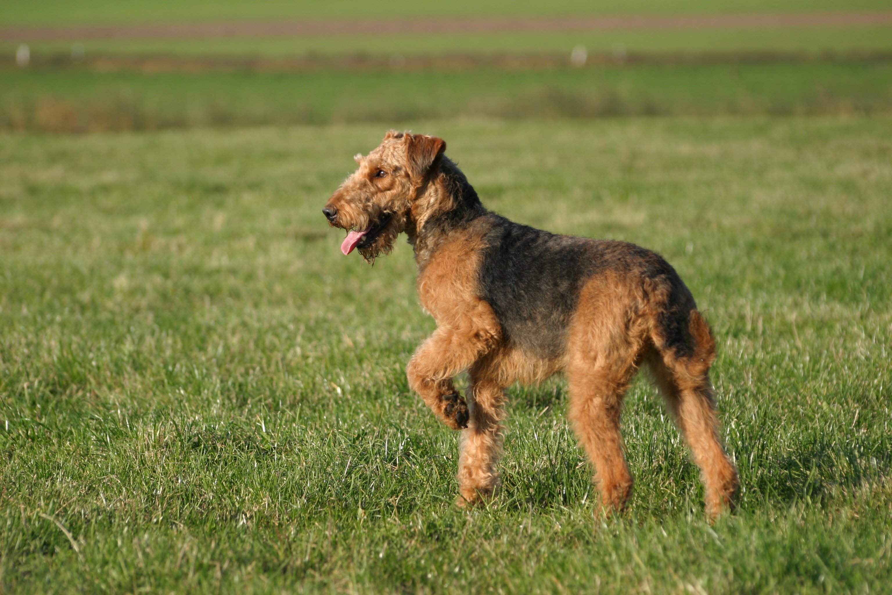 airedale terrier