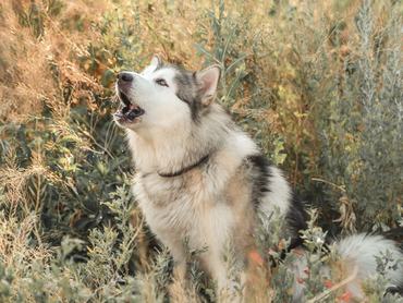 Cute alassskan malamute dog howling in high grass