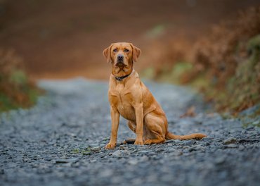 Rókavörös labrador retriever ül