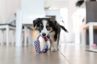 Ausztrál juhászkutya játékot tart a szájában a konyhában