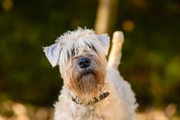 A closeup of a Soft Coated Wheaten Terrier looking into a camera