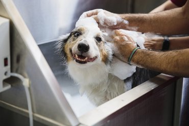 Kutya fürdetése samponnal