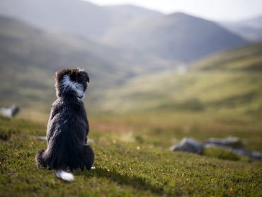 Border collie ül és figyeli a nyájat