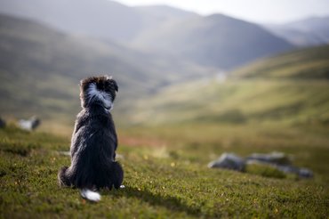 Border collie ül és figyeli a nyájat