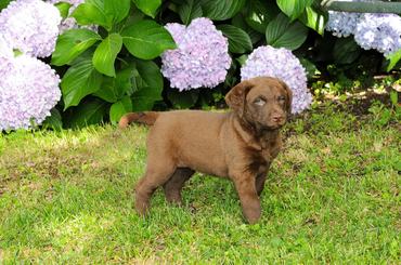 A portrait of Chesapeake Bay Retriever puppy standing outdoors in a summer park