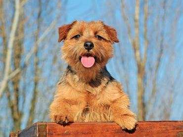 A beautiful shot of a Typical Norfolk Terrier  outdoors during the day