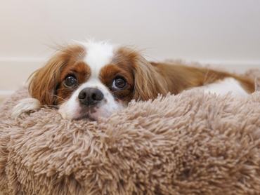 cavalier king charles spániel fekszik a fekhelyén