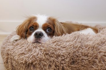 cavalier king charles spániel fekszik a fekhelyén