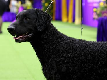 NEW YORK, NEW YORK - MAY 09: A Curly-coated retriever competes in the 147th Annual Westminster Kennel Club Dog Show Presented by Purina Pro Plan at Arthur Ashe Stadium on May 09, 2023 in New York City. (Photo by Cindy Ord/Getty Images for Westminster Kennel Club)