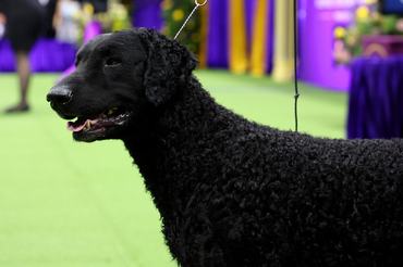 NEW YORK, NEW YORK - MAY 09: A Curly-coated retriever competes in the 147th Annual Westminster Kennel Club Dog Show Presented by Purina Pro Plan at Arthur Ashe Stadium on May 09, 2023 in New York City. (Photo by Cindy Ord/Getty Images for Westminster Kennel Club)