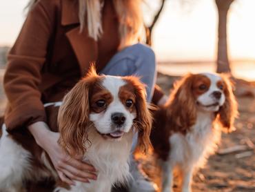 Két cavalier King Charles spániel áll a gazdájukkal a naplementében