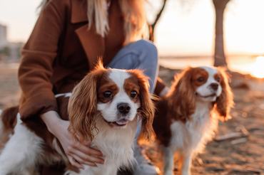 Két cavalier King Charles spániel áll a gazdájukkal a naplementében