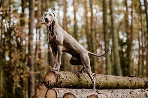 weimari vizsla farönkre támaszkodik