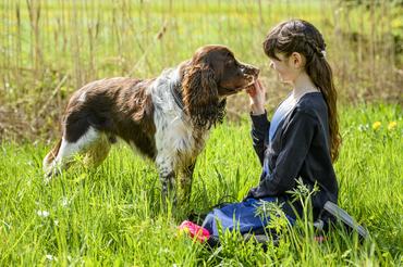 11 year old girl playing with a dog (English Springer Spaniel) in a flower meadow