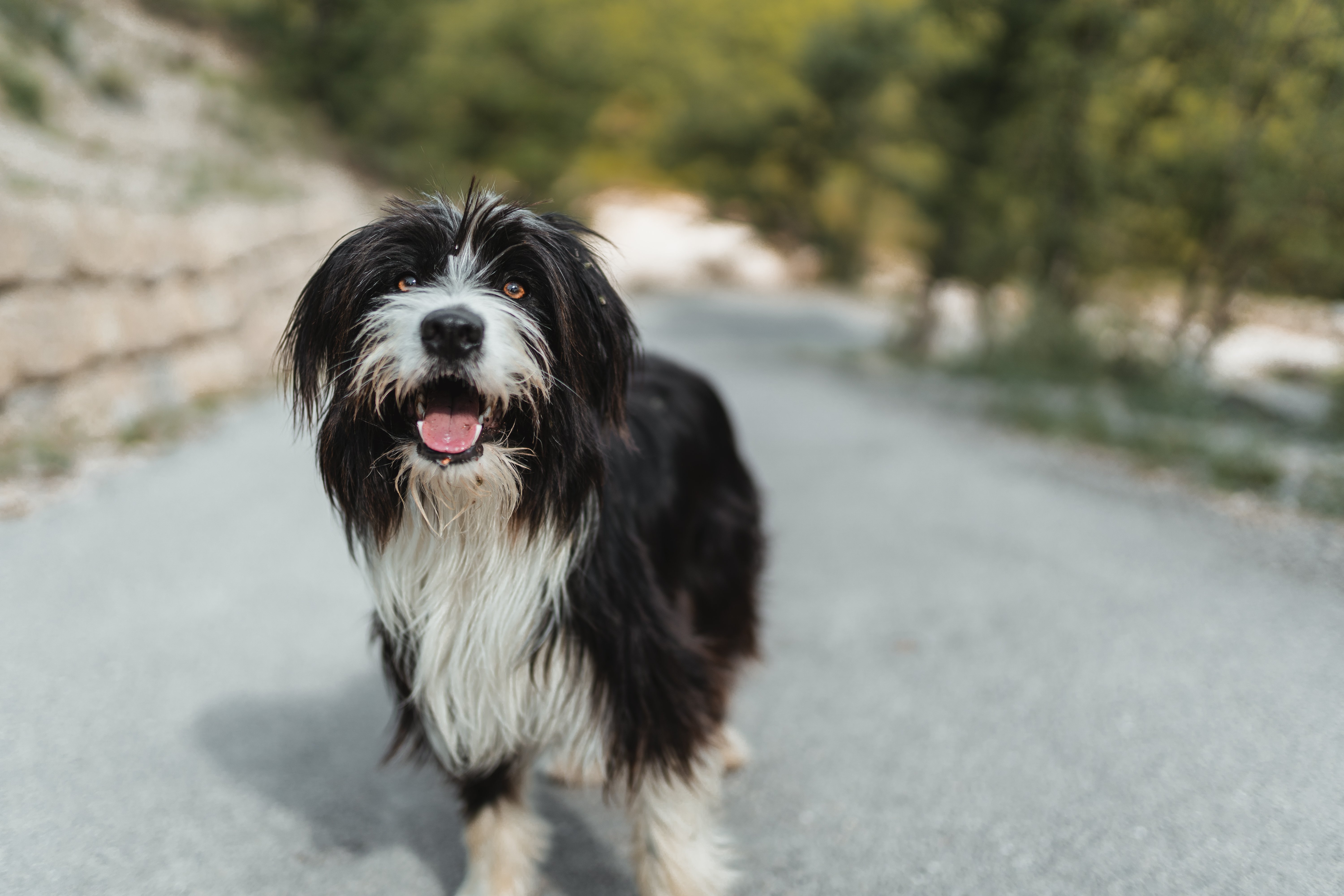 tibeti terrier